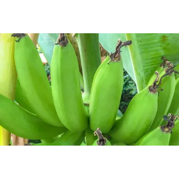 Green Banana  (48)-9265843-43978.webp